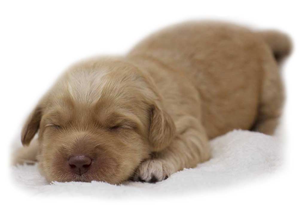 tiny sleeping puppy laying on a white blanket
