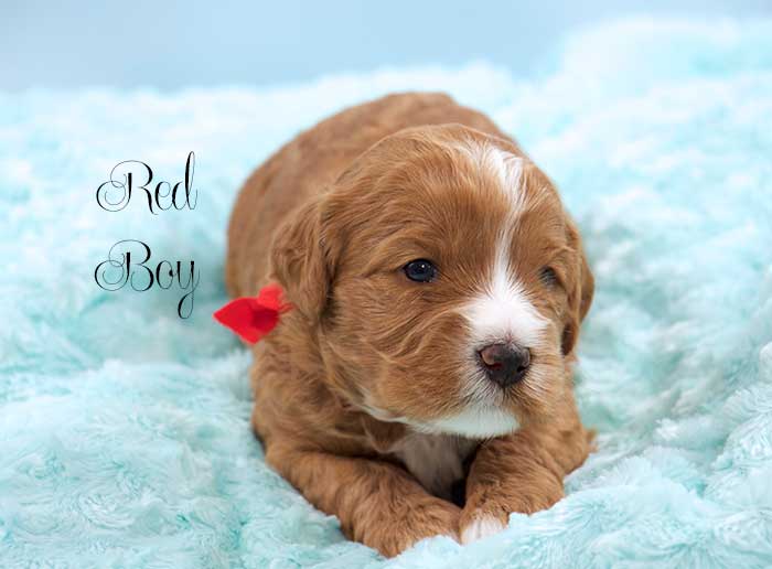 Red Boy from Lizzie and Rhodie week 3