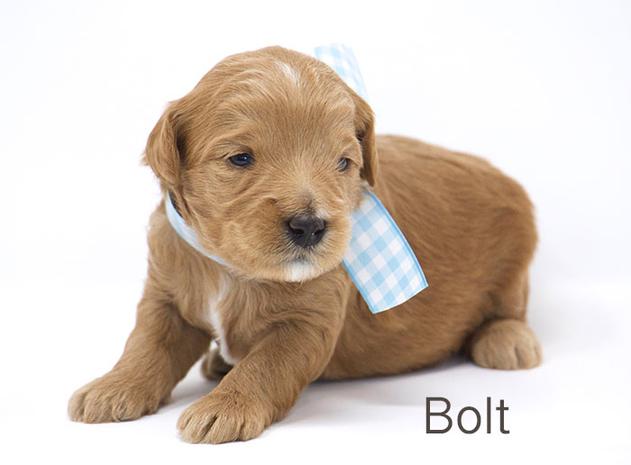 Bolt from Tallulah and Rhodie week 3