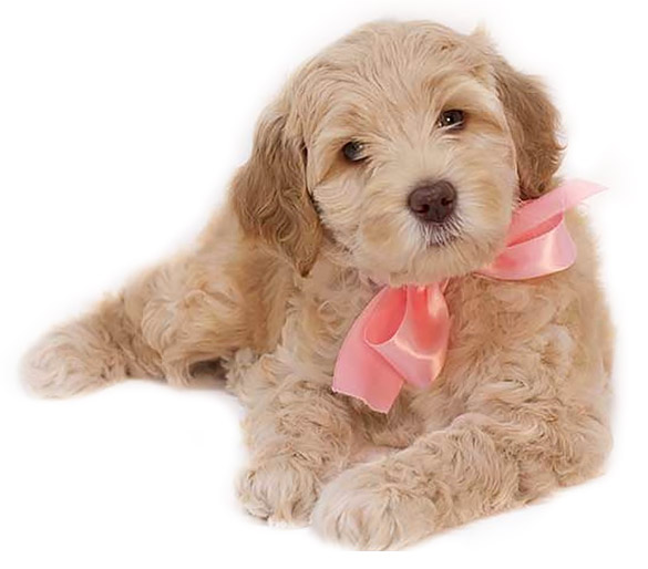 apricot Legendary Labradoodles puppy with pink ribbon around the nexk