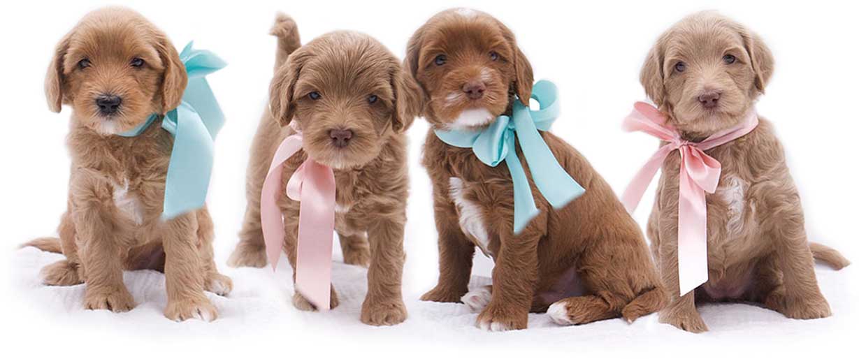 4 Labradoodle puppies with pink and blue ribbons around their necks