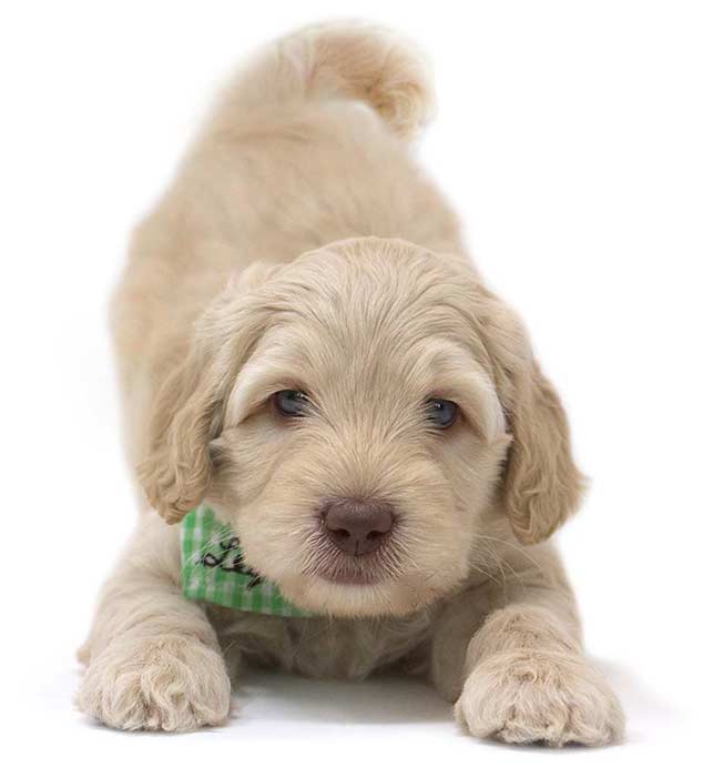 apricot labradoodle in bowing playful position