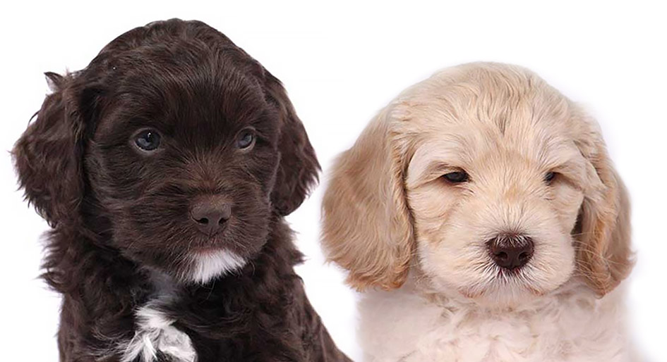 chocolate and apricot Australian labradoodles