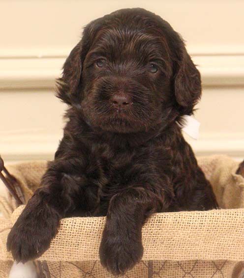chocolate Australian Labradoodle puppy in a basket