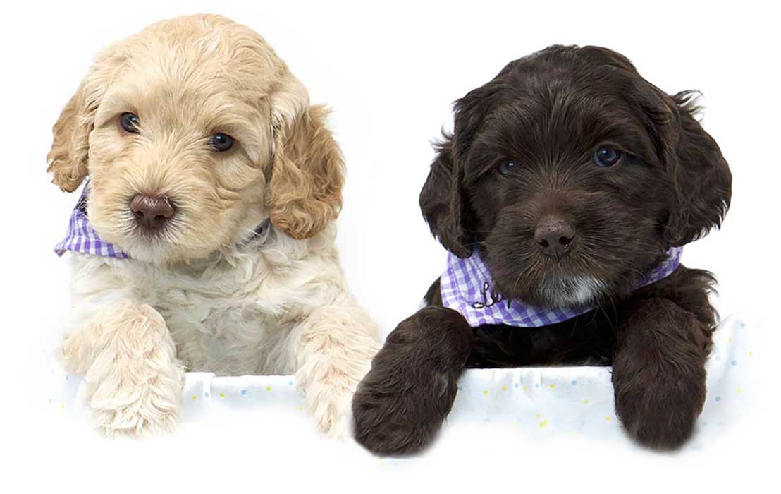 Are Labradoodles OK to be left alone?