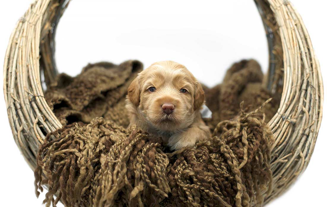 tiny australian labradoodle puppy in a basket lined with a brown blanket