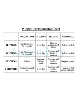 developmental chart