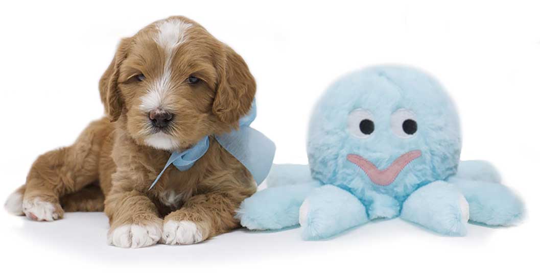 labradoodle puppy and toy octopus