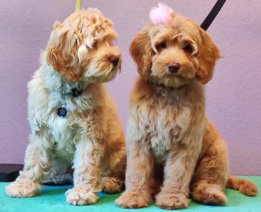 grooming 2 puppies