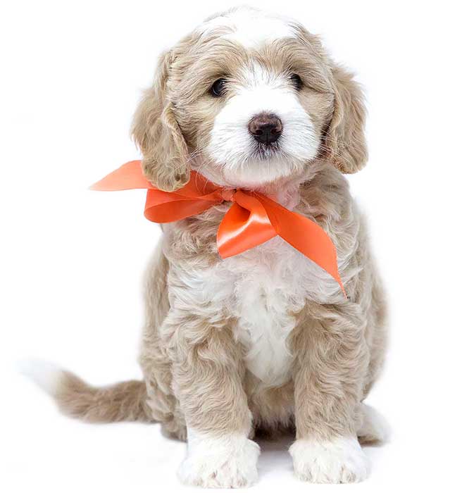 parti colored australian labradoodle in a sitting position wearing an orange ribbon