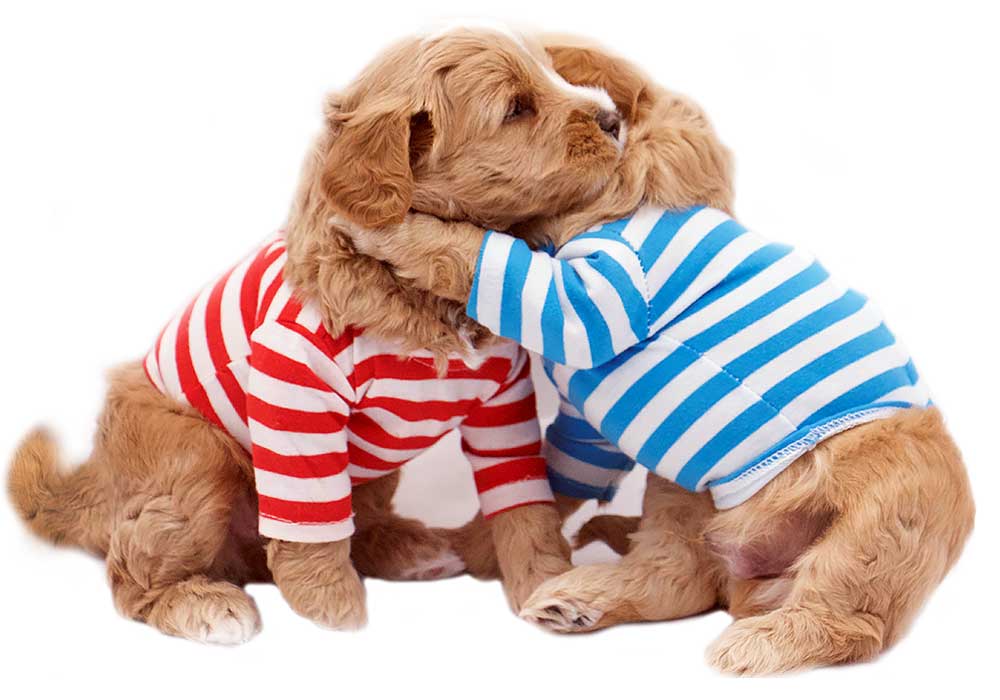 2 hugging australian labradoodles wearing striped shirts