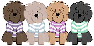 4 Australian labradoodles that are chocolate with purple striped shirt, apricot with aqua striped shirt, blond with purple striped shirt, and red wwith blue striped shirt