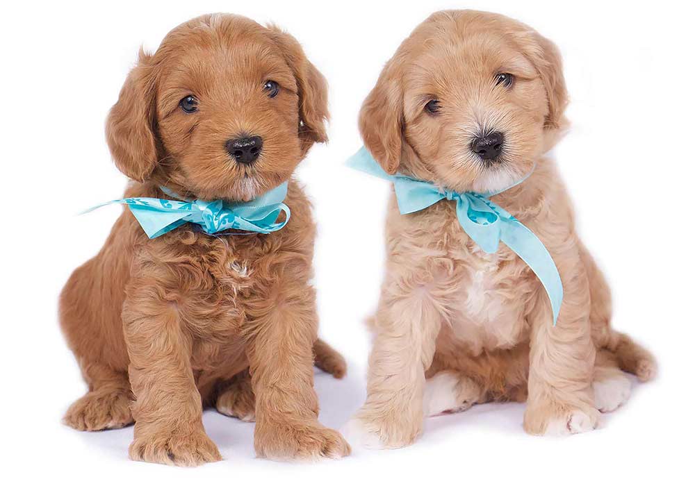 2 puppies sitting down and each is wearing a blue ribbon bow