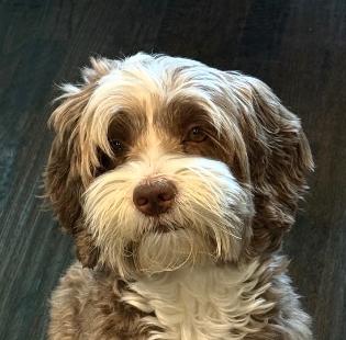 Lola the Legendary Labradoodle