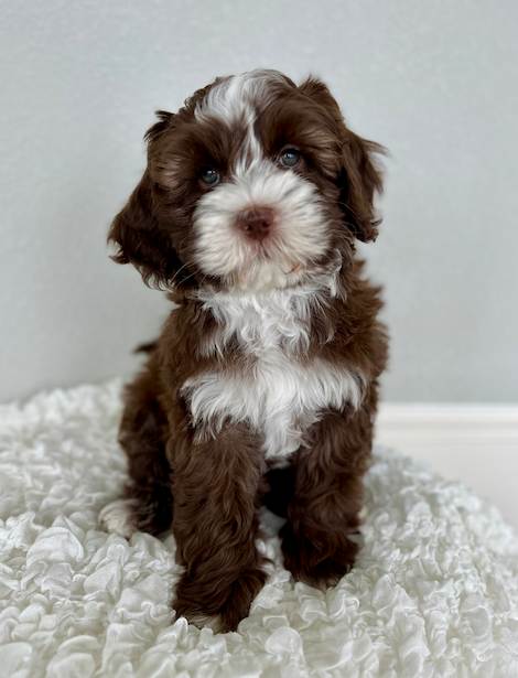 Lola the Australian Labradoodle