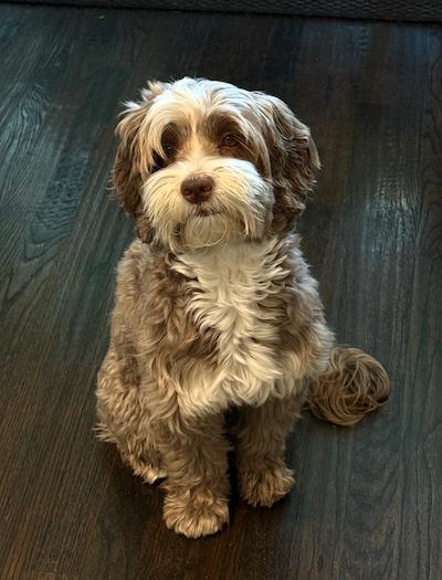 Lola the Australian Labradoodle