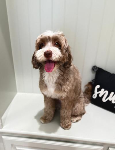Lola the Australian Labradoodle