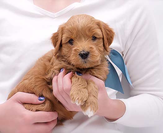 lady in white shirt holding a Legendary Labradoodle reddish puppy