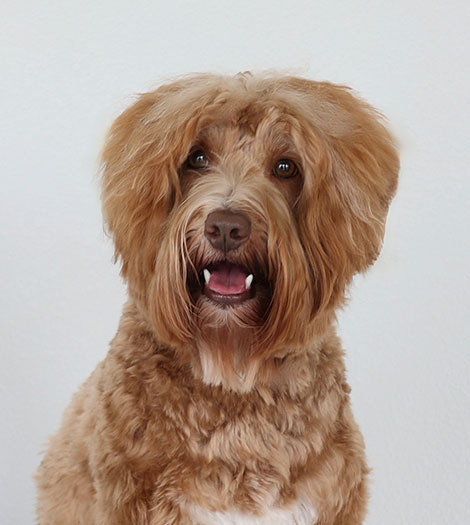 Phineas the Australian Labradoodle
