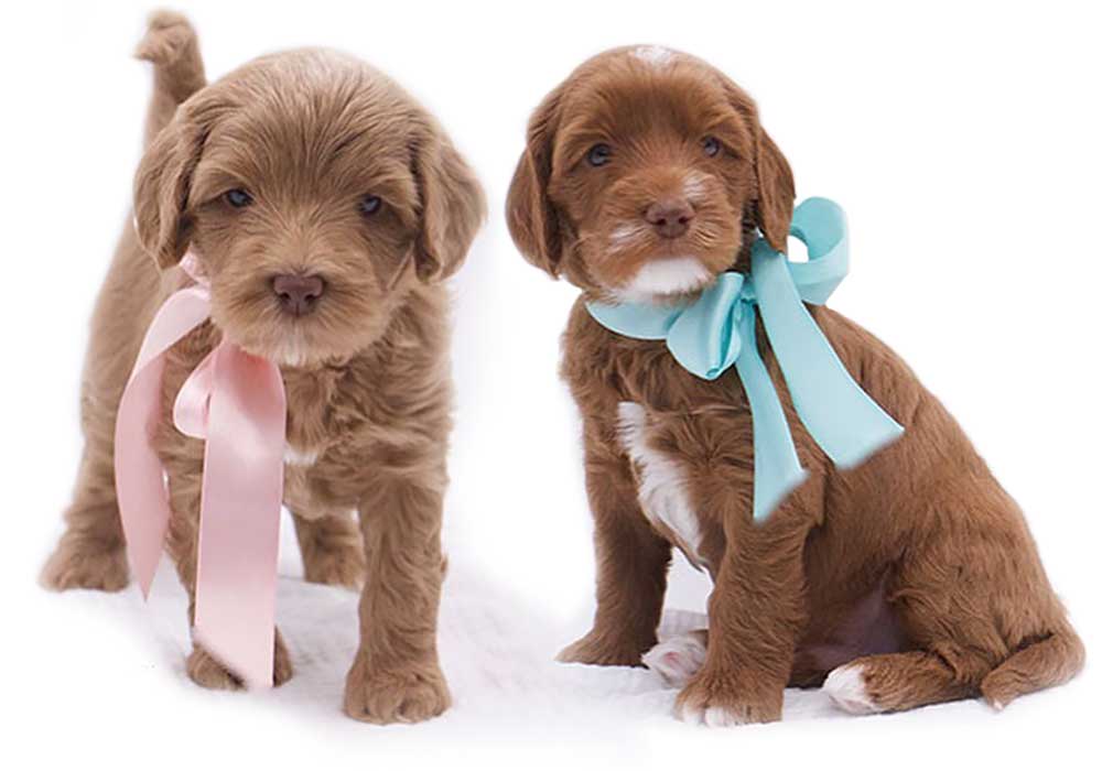 1 standing labradoodle dog with pink ribbon and 1 sitting labradoodle dog with blue ribbon