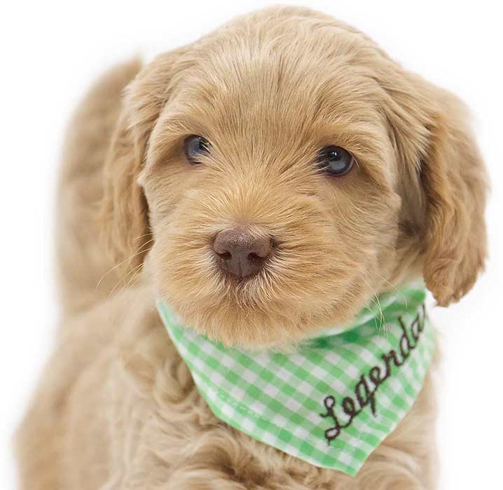 Labradoodle puppy with Legendary Labradoodle green checked scarf