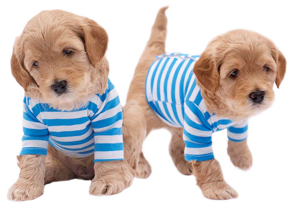 one sitting australian labradoodle puppy wearing blue striped shirt and one standing australian labradoodle puppy wearing blue striped shirt