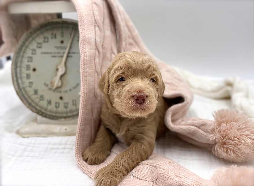 puppy laying on pink blanket next to a scale