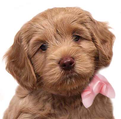 red Australian labradoodle puppy with head tilted left