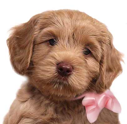 red Australian labradoodle puppy with head tilted right