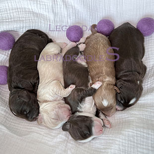 roux and rocky litter