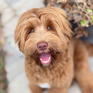 Tate the Legendary Labradoodle