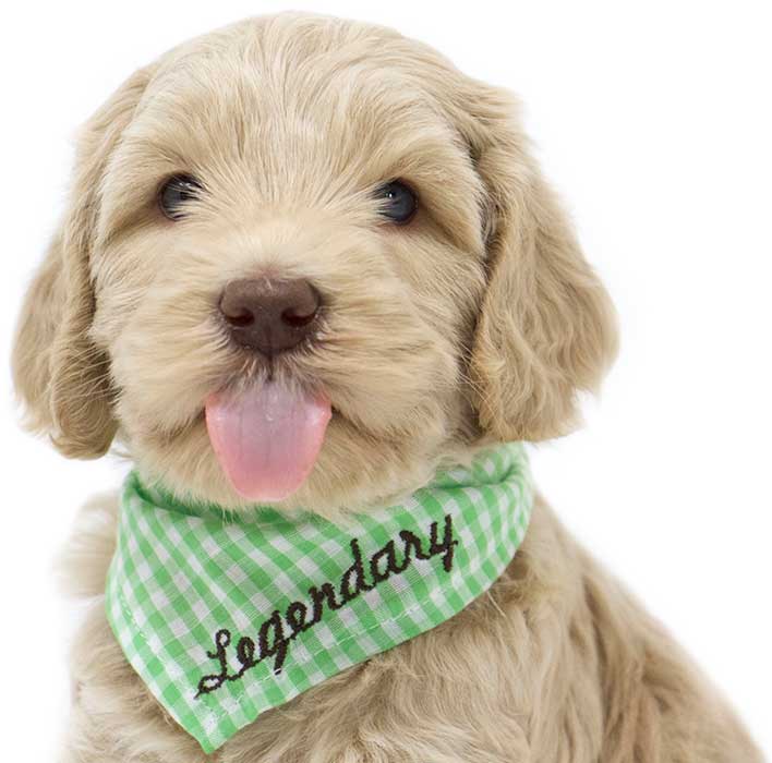 white labradoodle with a green checked bandana around its neck and it is sticking out its tongue
