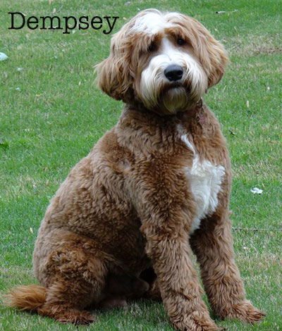 Dempsey - The proud Australian Labradoodle Daddy