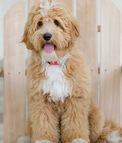 Rhodie - The proud Australian Labradoodle Daddy