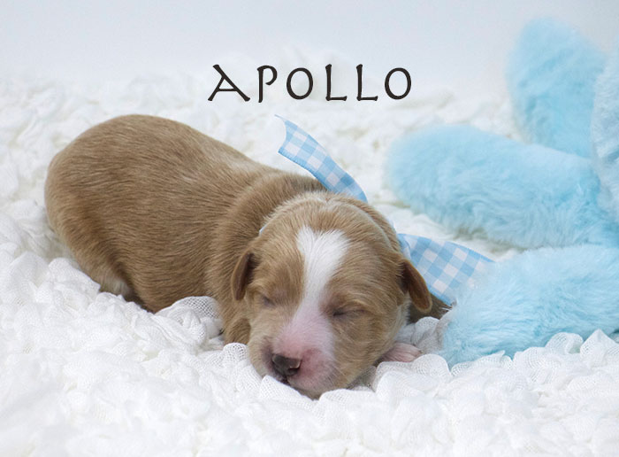 Apollo from Annie and Finn week 1