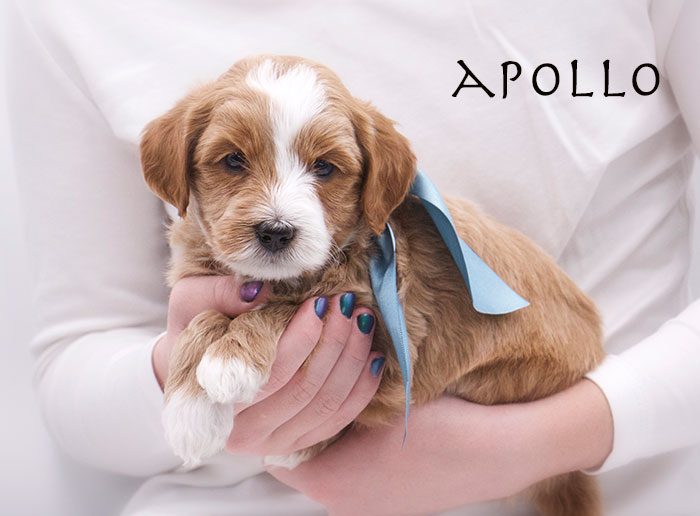 Apollo from Annie and Finn week 5