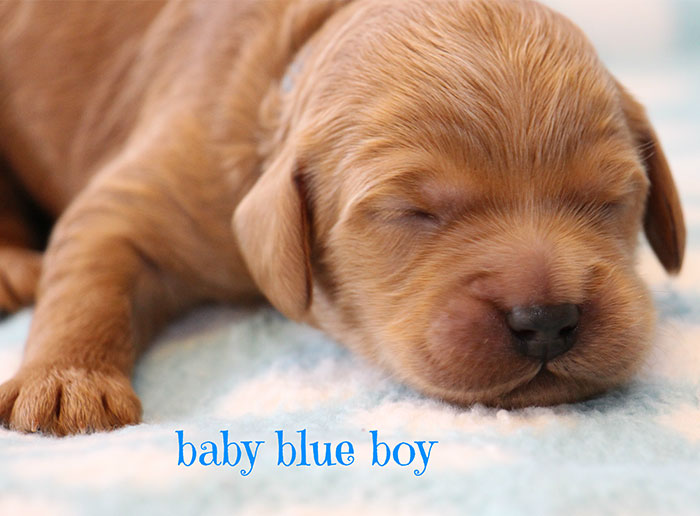 Baby Blue Boy from Gracie and Ripley week 1