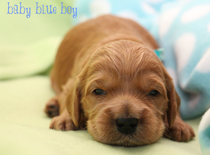 Baby Blue Boy from Gracie and Ripley week 2