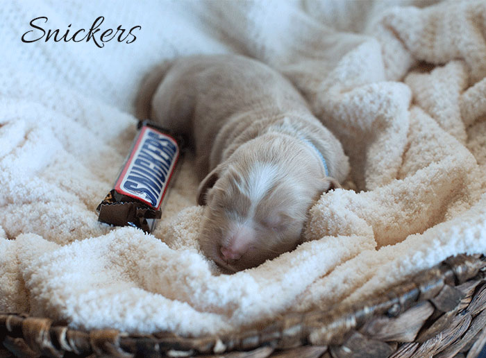 Snickers from Katie and Rhodie week 1