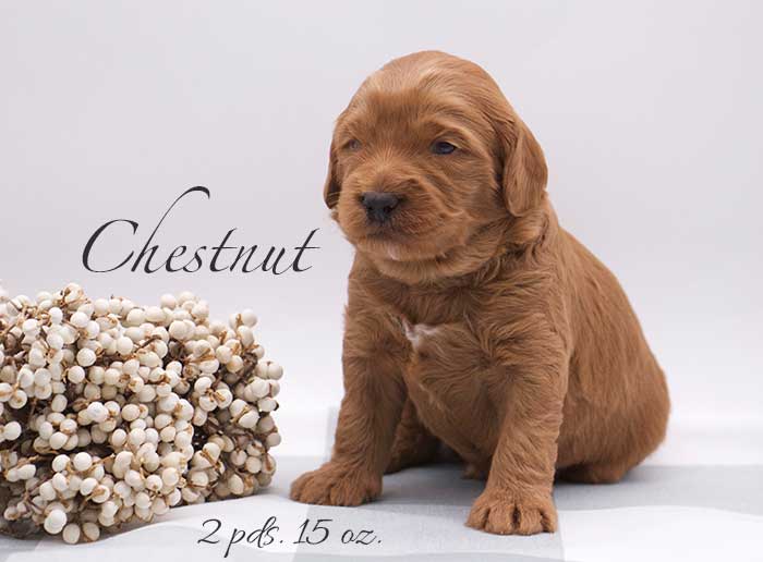 Chestnut from Parker and Remi week 3