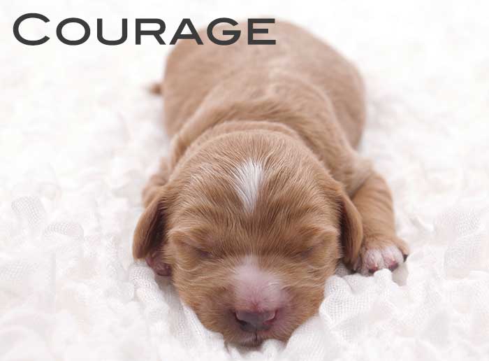 courage from monroe and remi week 1