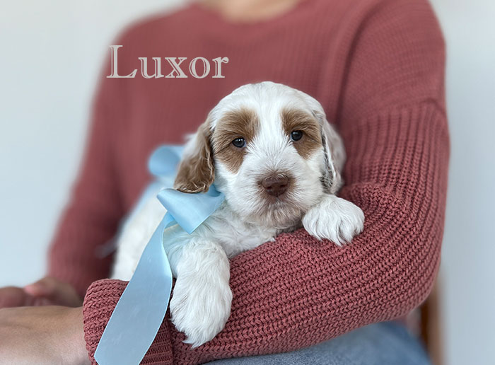 luxor from izzy and Flirt week 5