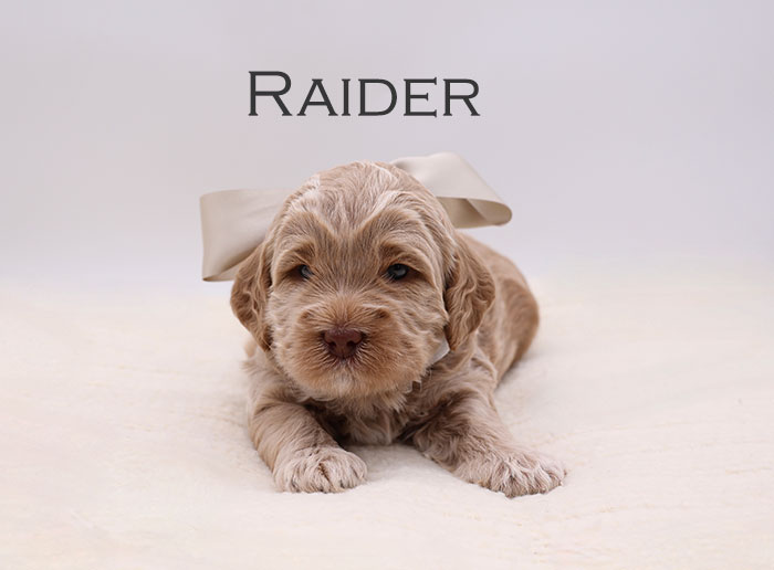 raider from sophie and river week 3