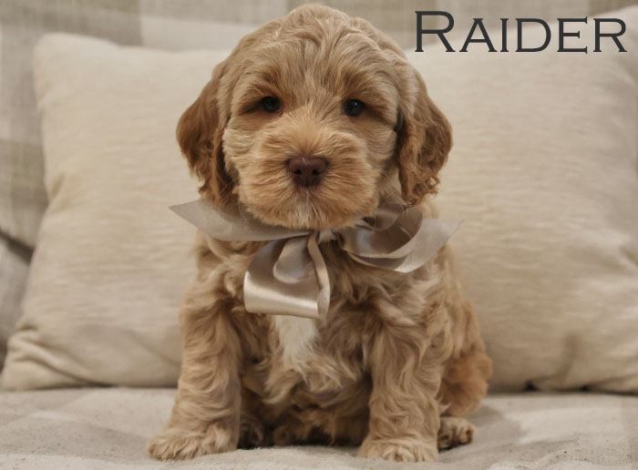 raider from sophie and river week 5