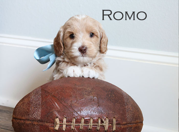 romo from annie and flirt week 5