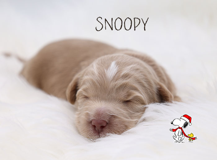 snoopy from marlee and river week 1