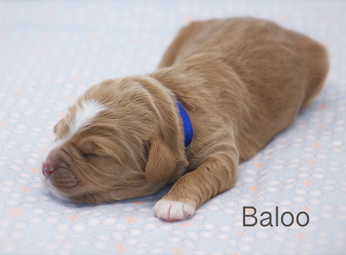 Baloo from Tallulah and Rhodie week 1