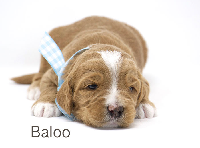 Baloo from Tallulah and Rhodie week 3