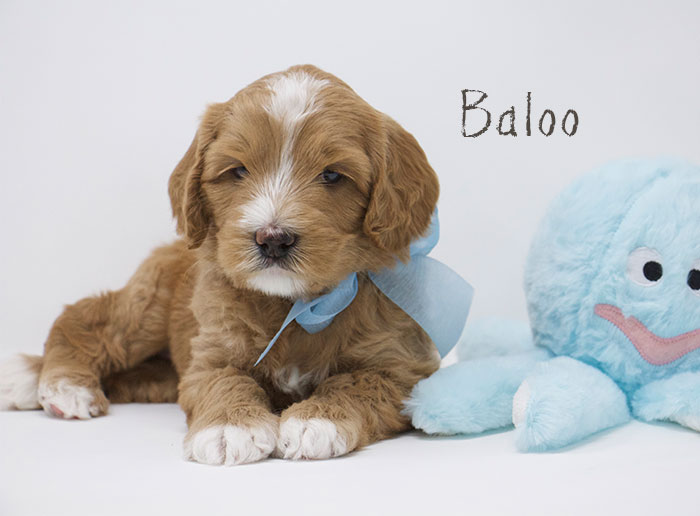 Baloo from Tallulah and Rhodie week 5