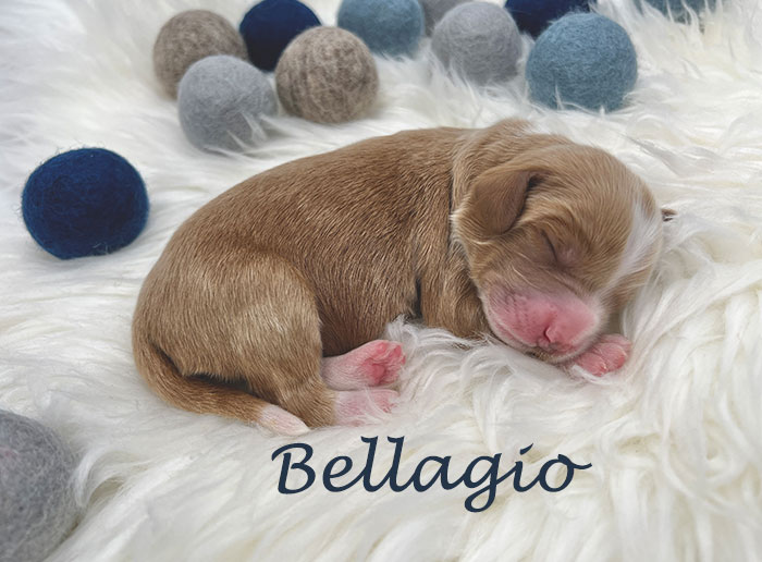 Bellagio from Izzy and Flirt week 1